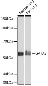 GATA2/GATA3 Antibody in Western Blot (WB)