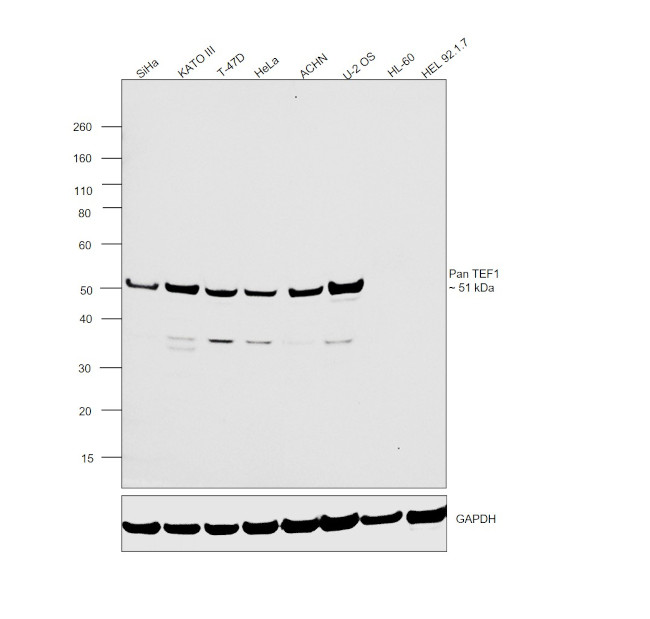 Pan TEF1 Antibody in Western Blot (WB)