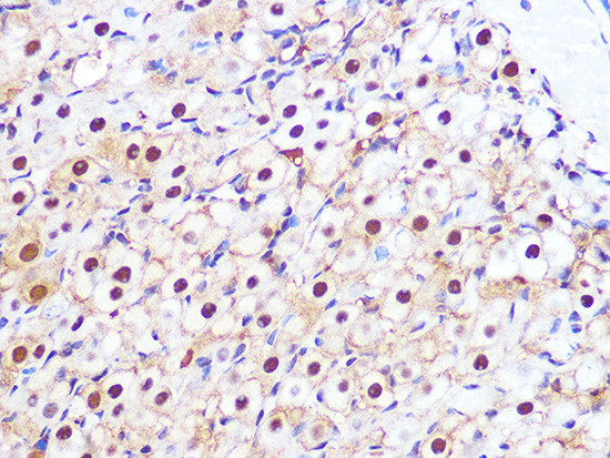 PSMA3 Antibody in Immunohistochemistry (Paraffin) (IHC (P))