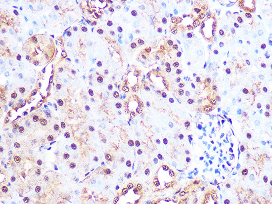 PSMA3 Antibody in Immunohistochemistry (Paraffin) (IHC (P))