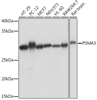 PSMA3 Antibody in Western Blot (WB)