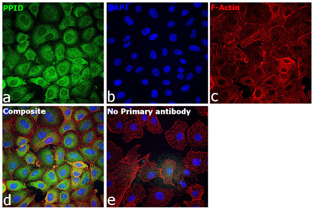 Cyclophilin 40 Antibody in Immunocytochemistry (ICC/IF)