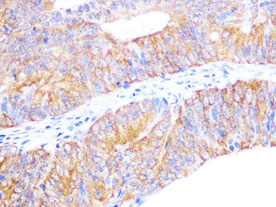 Cyclophilin 40 Antibody in Immunohistochemistry (Paraffin) (IHC (P))