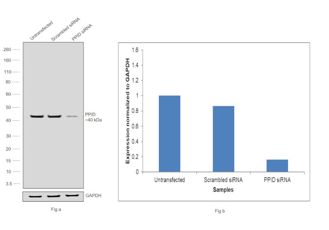 Cyclophilin 40 Antibody