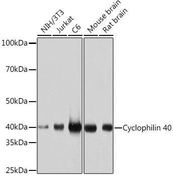 Cyclophilin 40 Antibody in Western Blot (WB)