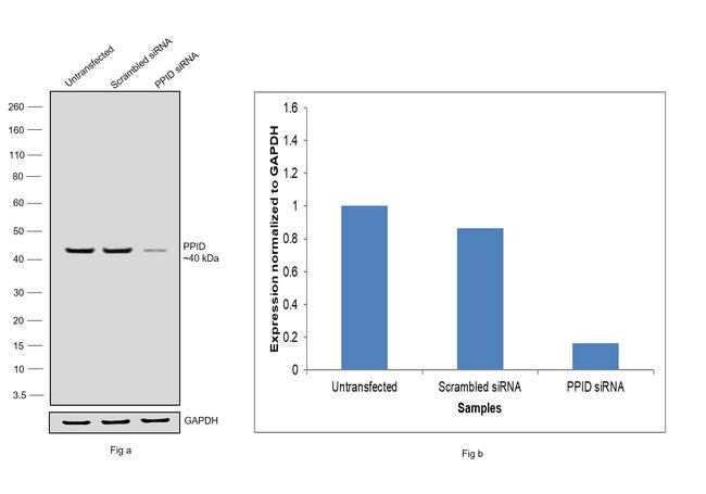 Cyclophilin 40 Antibody in Western Blot (WB)