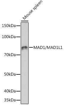 MAD1 Antibody in Western Blot (WB)