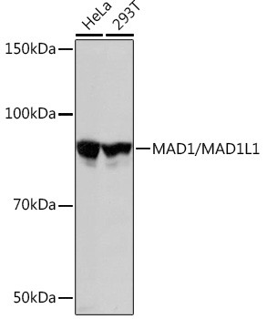 MAD1 Antibody in Western Blot (WB)