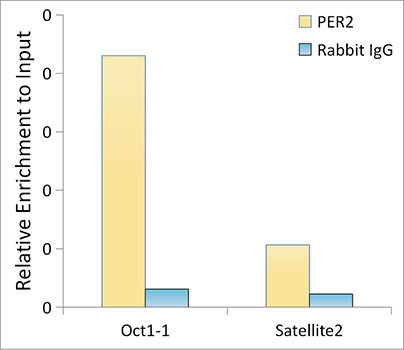 PER2 Antibody in ChIP Assay (ChIP)