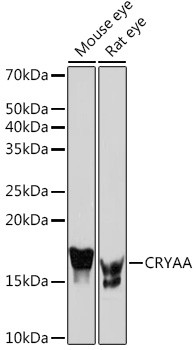 Alpha A Crystallin Antibody in Western Blot (WB)