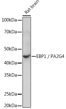 EBP1 Antibody in Western Blot (WB)