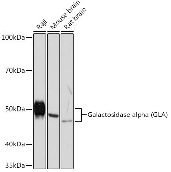 alpha Galactosidase Antibody in Western Blot (WB)