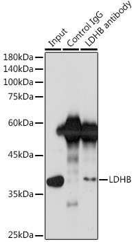 LDHB Antibody in Immunoprecipitation (IP)