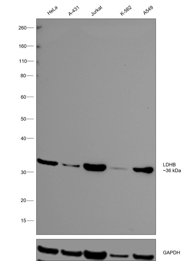 LDHB Antibody in Western Blot (WB)