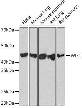 WIF1 Antibody in Western Blot (WB)