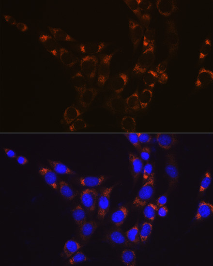 GluD1 Antibody in Immunocytochemistry (ICC/IF)