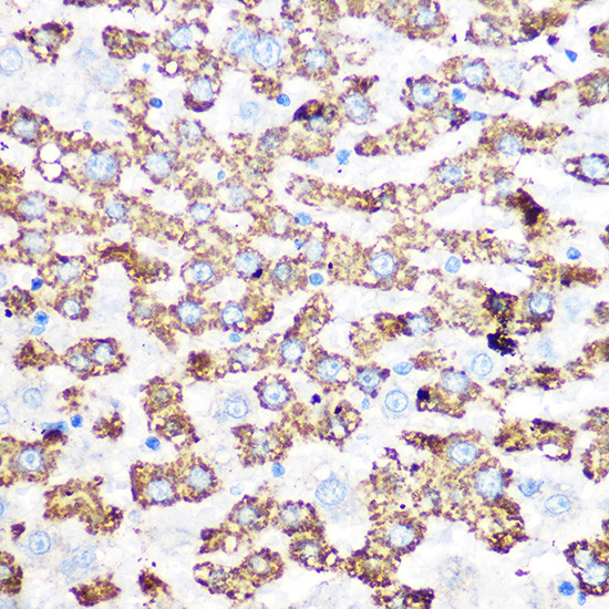 GluD1 Antibody in Immunohistochemistry (Paraffin) (IHC (P))