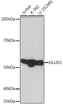 GluD1 Antibody in Western Blot (WB)