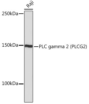 PLCG2 Antibody in Western Blot (WB)