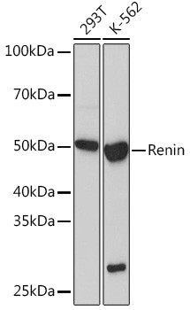 Renin Antibody in Western Blot (WB)