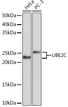 UBE2C Antibody in Western Blot (WB)