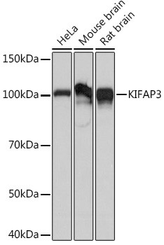 KAP3 Antibody in Western Blot (WB)