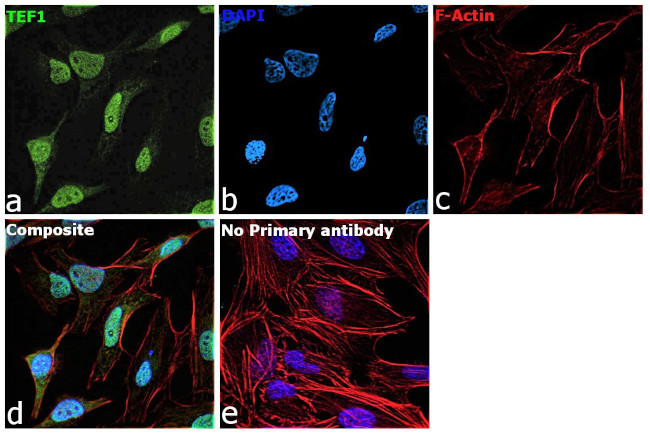 TEF1 Antibody in Immunocytochemistry (ICC/IF)