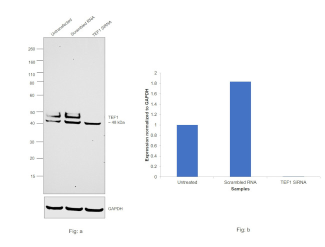 TEF1 Antibody in Western Blot (WB)