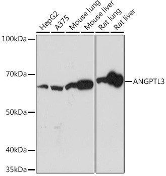 ANGPTL3 Antibody in Western Blot (WB)