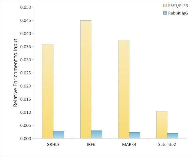 ELF3 Antibody in ChIP Assay (ChIP)