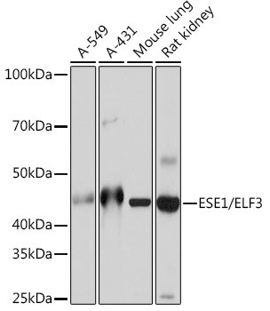 ELF3 Antibody in Western Blot (WB)