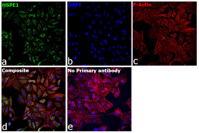 HSPE1 Antibody in Immunocytochemistry (ICC/IF)