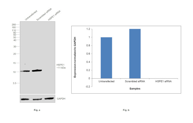 HSPE1 Antibody in Western Blot (WB)