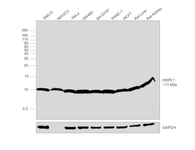 HSPE1 Antibody in Western Blot (WB)