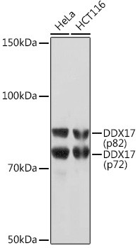 DDX17 Antibody in Western Blot (WB)