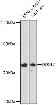 DDX17 Antibody in Western Blot (WB)