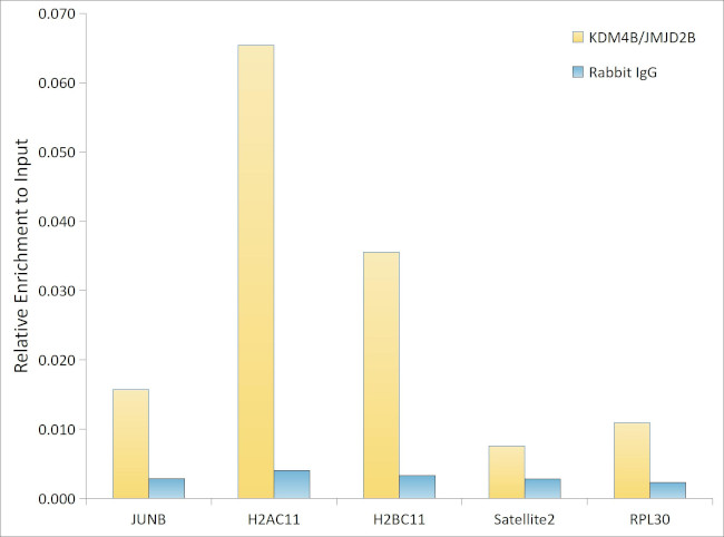 JMJD2B Antibody in ChIP Assay (ChIP)