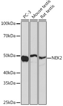 NEK2 Antibody in Western Blot (WB)