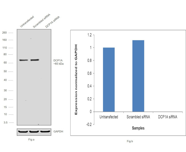 DCP1A Antibody