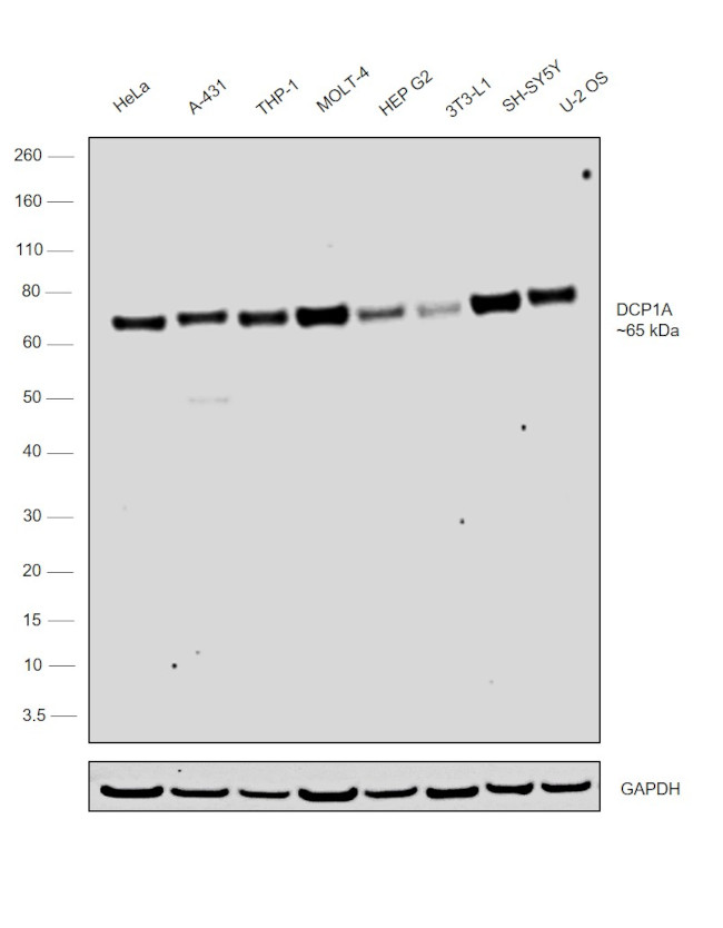 DCP1A Antibody in Western Blot (WB)