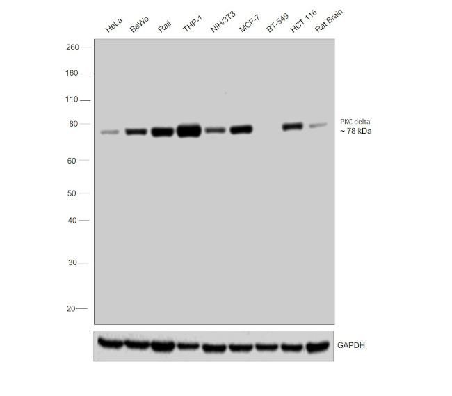 PKC delta Antibody in Western Blot (WB)