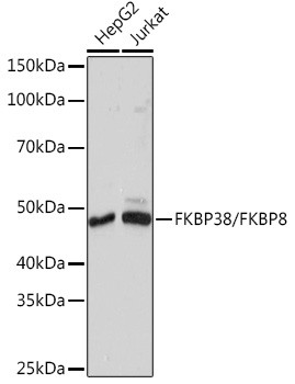 FKBP8 Antibody in Western Blot (WB)