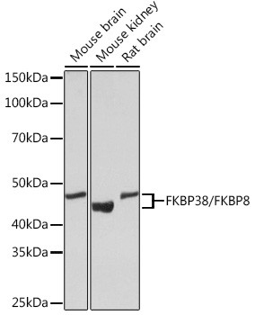 FKBP8 Antibody in Western Blot (WB)