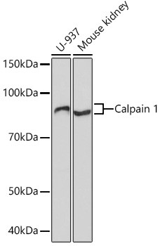 Calpain 1 Antibody in Western Blot (WB)