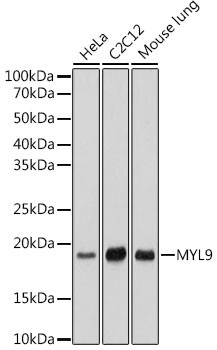 MYL9 Antibody in Western Blot (WB)