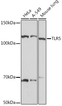 TLR5 Antibody in Western Blot (WB)