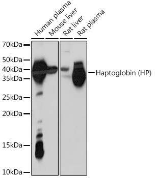 Haptoglobin Antibody in Western Blot (WB)