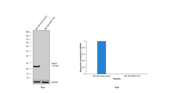 HPRT1 Antibody