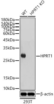 HPRT1 Antibody in Western Blot (WB)