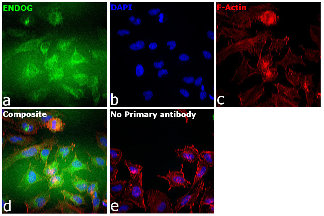 ENDOG Antibody in Immunocytochemistry (ICC/IF)